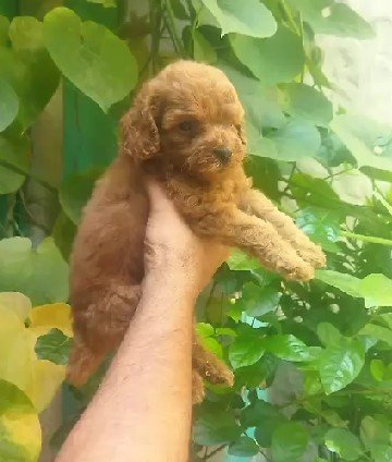 Order Female Poodle  Puppy from Mumbai